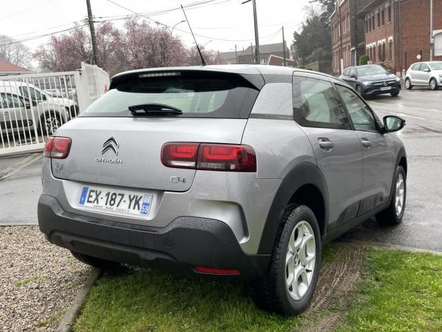 C4 Cactus image 1