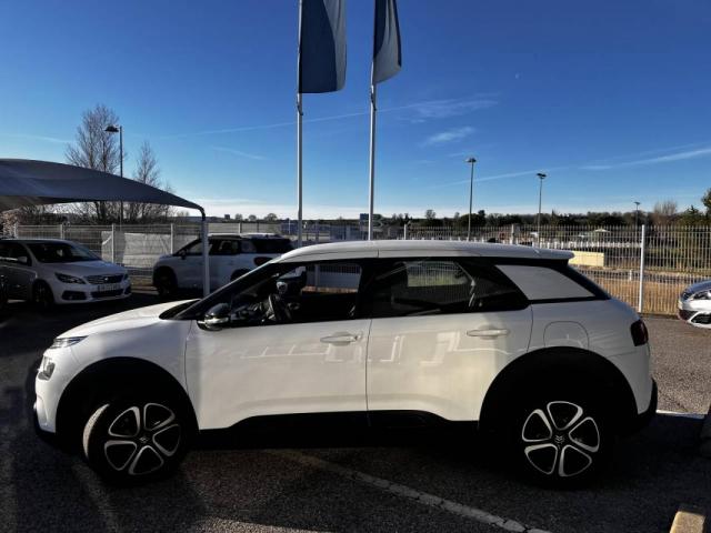 C4 Cactus image 8