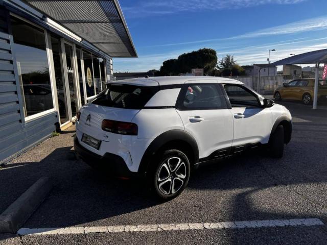 C4 Cactus image 1