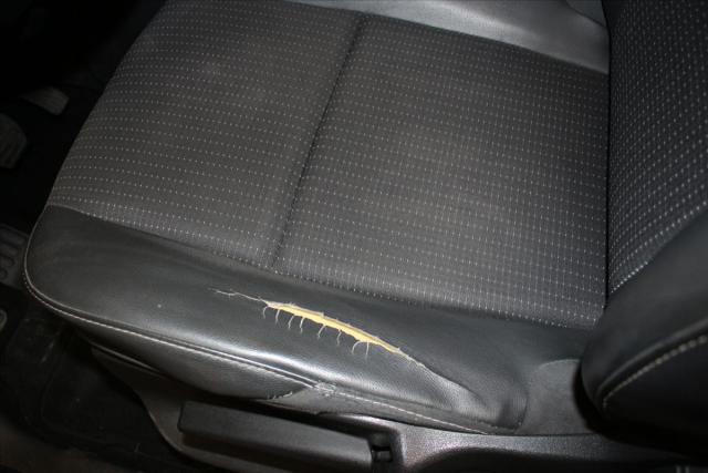 Renault Scénic image 4