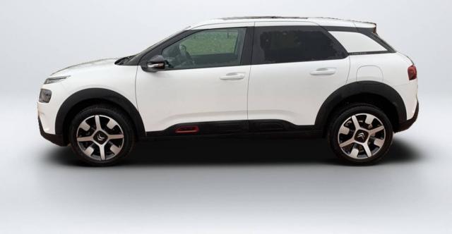 C4 Cactus image 8