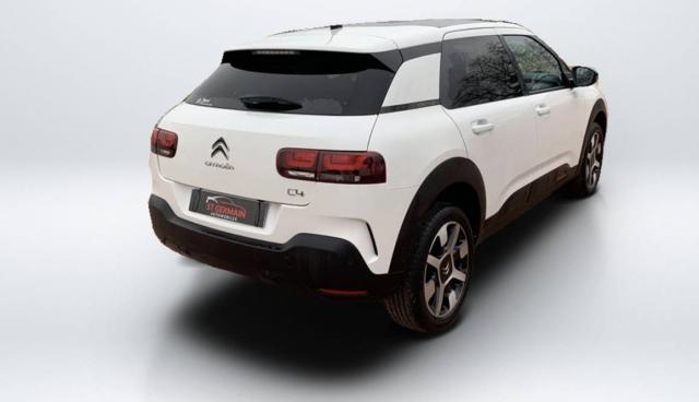 C4 Cactus image 4