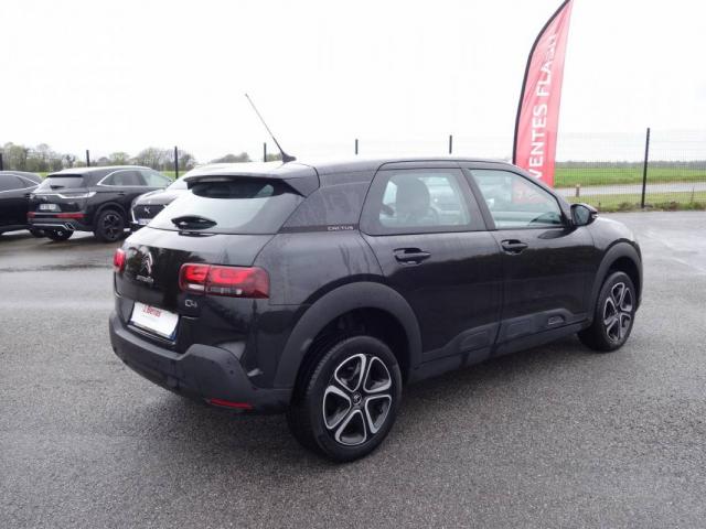 C4 Cactus image 4