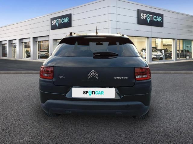 C4 Cactus image 3