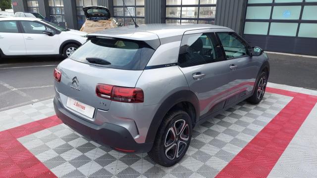 C4 Cactus image 5