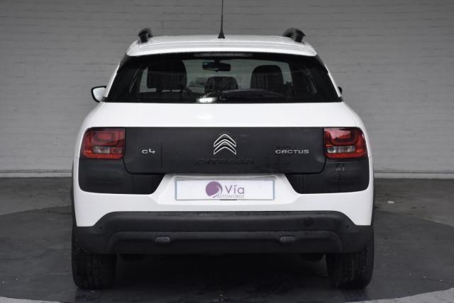 C4 Cactus image 2